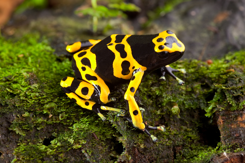 Yellow banded poison dart frogs • Dendrobates leucomelas • Amphibian