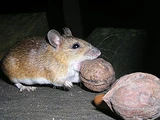 Large Japanese Field Mouse
