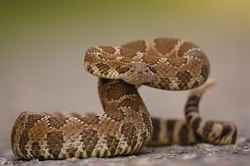 Diamondback Rattlesnake | Animal Database | Fandom