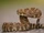 Diamondback Rattlesnake