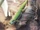 Aldabra Island Day Gecko