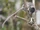 Lesser Tufted-tailed Rat