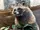 Japanese Raccoon Dog