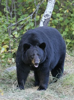 American Black Bear Diet: Surprising Foods They Love Most