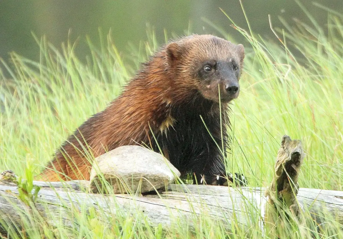 Wolverine | Animal Database | Fandom
