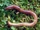 Annelida