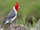 Red-crested Cardinal