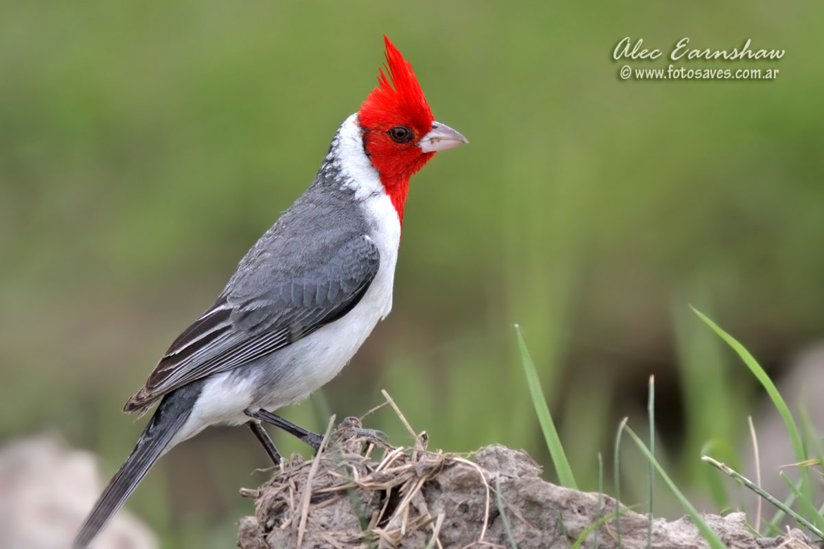 Red-crested cardinal - Wikipedia