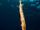 Atlantic Trumpetfish