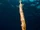 Atlantic Trumpetfish