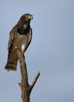 Black Eagle, Animal Database