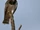 Black-chested Snake Eagle