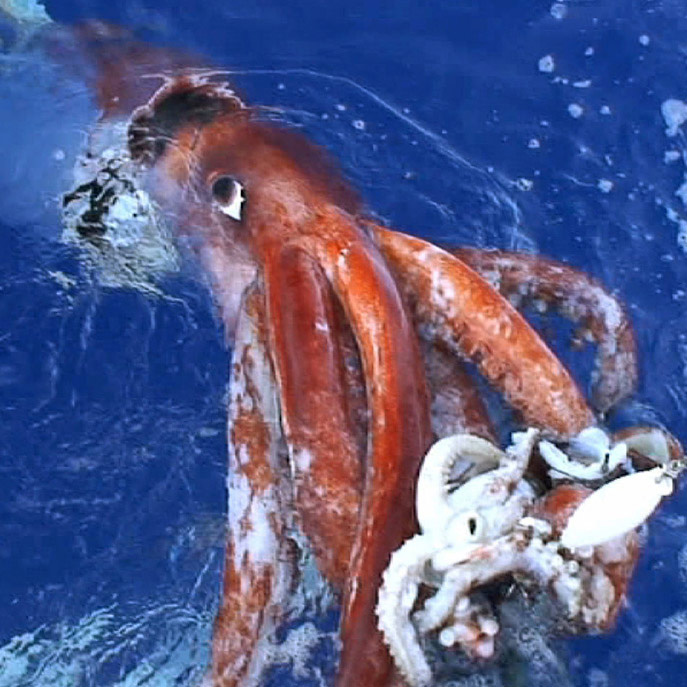 Giant Squid | Animal Database | Fandom