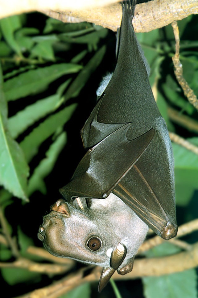 hammerhead bat