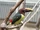 Green Aracari