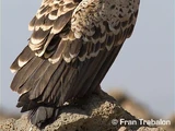 Rüppell's Vulture