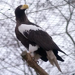 Steller's Eagle