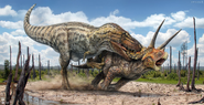 Illustration of T-rex attacking a Triceratops