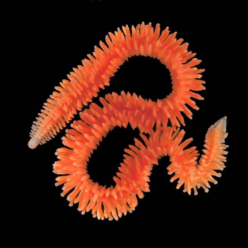 Iphitime hartmanae Animal Database Fandom