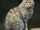 European Wildcat