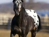 Appaloosa