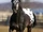 Appaloosa