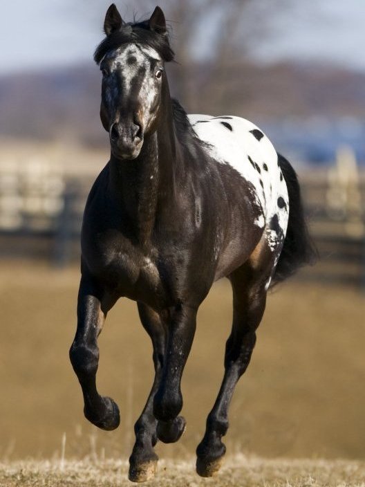 The Appaloosa horse - Royal Horse