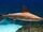 Sandbar Shark