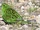 Eastern Ground Parrot