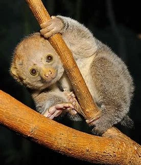 Potto