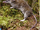 Mount Data Shrew Rat