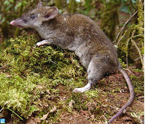 Зверек похожий на крысу. Животное похожее на мышь. Животное похоже на крысу. Зверек с вытянутым носом.