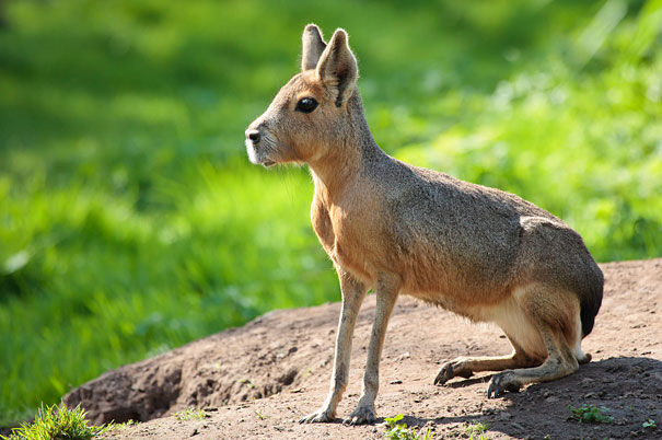 Patagonian mara | Animal Database | Fandom