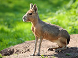 Patagonian mara