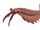 Anomalocaris