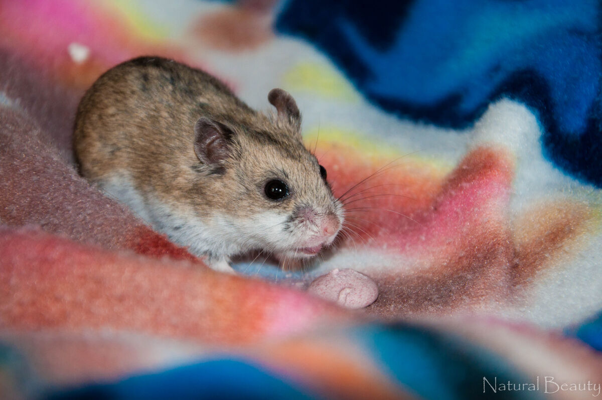 Dwarf Hamster Animal Facts  Cricetulus barabensis - A-Z Animals