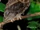 Reddish Scops Owl