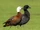 Paradise Shelduck