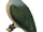 Grey Imperial Pigeon