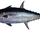 Longtail Tuna