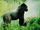 Eastern Lowland Gorilla