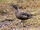 Andean Teal