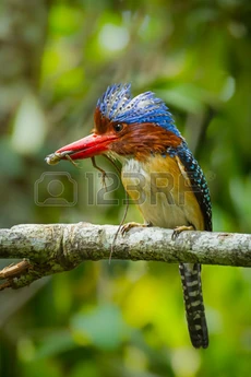 30491691-close-up-portrait-of-male-banded-kingfisher-lacedo-pulchella--with-lizard-in-his-mount-and-spread-hi