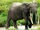 African Forest Elephant