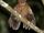 Camiguin Hawk-owl