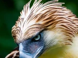 Philippine Eagle