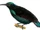 Paradise Riflebird