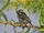 Black-throated Barbet