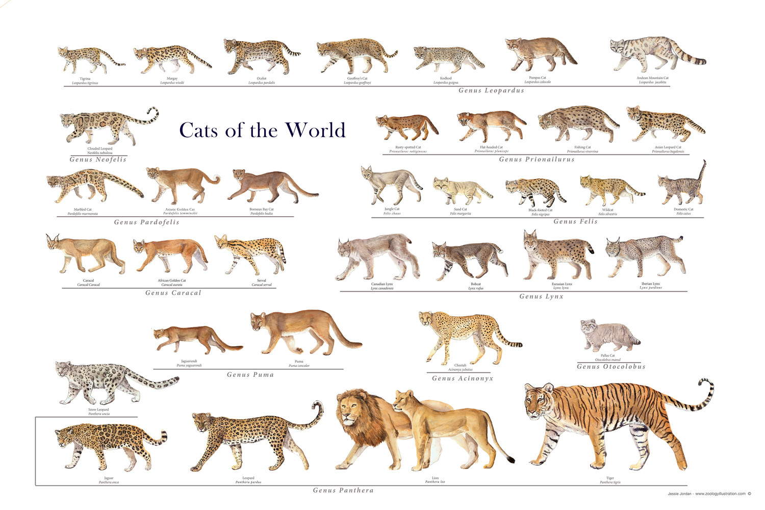 User blog:Ppande574/Top Ten Largest Big Cats | Animal Database