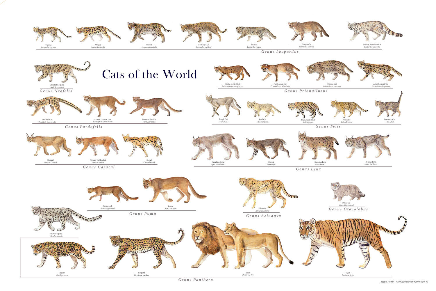 species of big cats